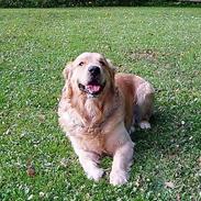 Golden retriever Schaky *RIP*