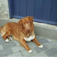 Nova scotia duck tolling retriever Kenzo