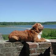 Nova scotia duck tolling retriever Murphy