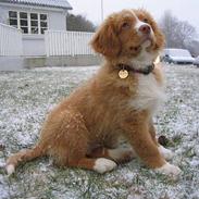 Nova scotia duck tolling retriever Murphy