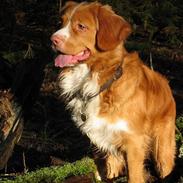 Nova scotia duck tolling retriever Murphy
