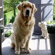 Golden retriever Schaky *RIP*