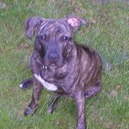 Blanding af racer oliver