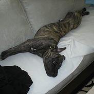 Blanding af racer oliver