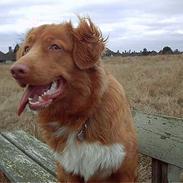 Nova scotia duck tolling retriever Kenzo