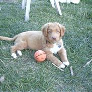 Nova scotia duck tolling retriever Kenzo