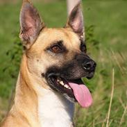 Blanding af racer buller