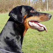 Dobermann Amigo (29/12/99-17/01-08)