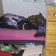 Dansk svensk gaardhund Flecki