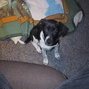 Dansk svensk gaardhund Flecki
