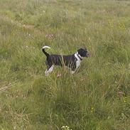 Dansk svensk gaardhund Flecki