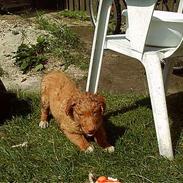 Nova scotia duck tolling retriever Kenzo