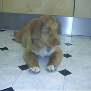 Nova scotia duck tolling retriever Kenzo