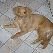 Nova scotia duck tolling retriever Fica