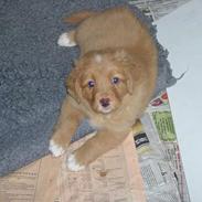 Nova scotia duck tolling retriever Fica