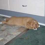 Nova scotia duck tolling retriever Fica