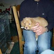 Nova scotia duck tolling retriever Fica