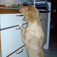 Nova scotia duck tolling retriever Fica