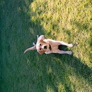 Blanding af racer Donna