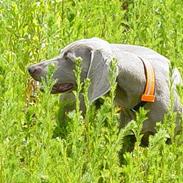 Weimaraner SIFKA