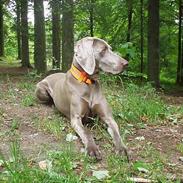 Weimaraner SIFKA