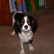 Cavalier king charles spaniel Birkedal's Mille