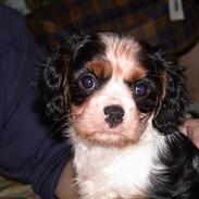 Cavalier king charles spaniel Birkedal's Mille