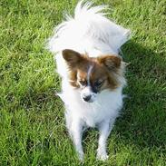 Blanding af racer Baby 