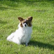 Blanding af racer Baby 