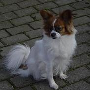 Blanding af racer Baby 