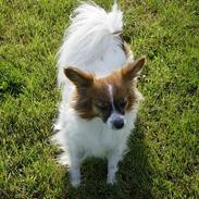 Blanding af racer Baby 