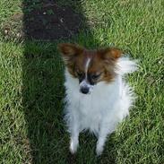 Blanding af racer Baby 