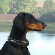 Dobermann Neckelmanns Shiva *RIP*