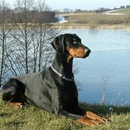 Dobermann Neckelmanns Shiva *RIP*