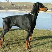 Dobermann Neckelmanns Shiva *RIP*