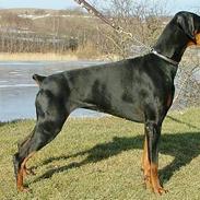 Dobermann Neckelmanns Shiva *RIP*