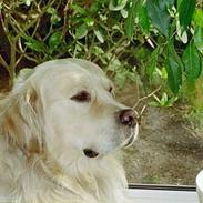 Golden retriever Leregårdens Unusual Uwe