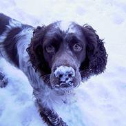 Engelsk springer spaniel Legolas