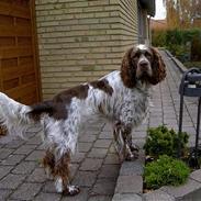 Engelsk springer spaniel Legolas