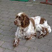 Engelsk springer spaniel Legolas