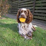 Engelsk springer spaniel Legolas