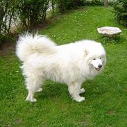 Samojedhund Kipper