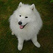 Samojedhund Kipper