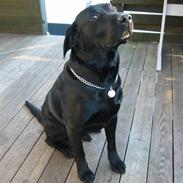Labrador retriever Formel 1 Rolf