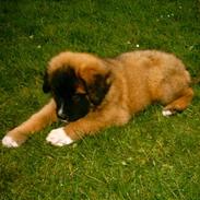 Blanding af racer balou