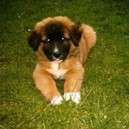 Blanding af racer balou