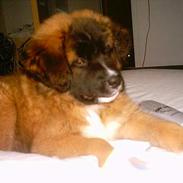 Blanding af racer balou