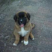 Blanding af racer balou