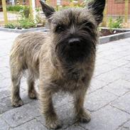 Cairn terrier Muffy