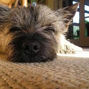 Cairn terrier Muffy